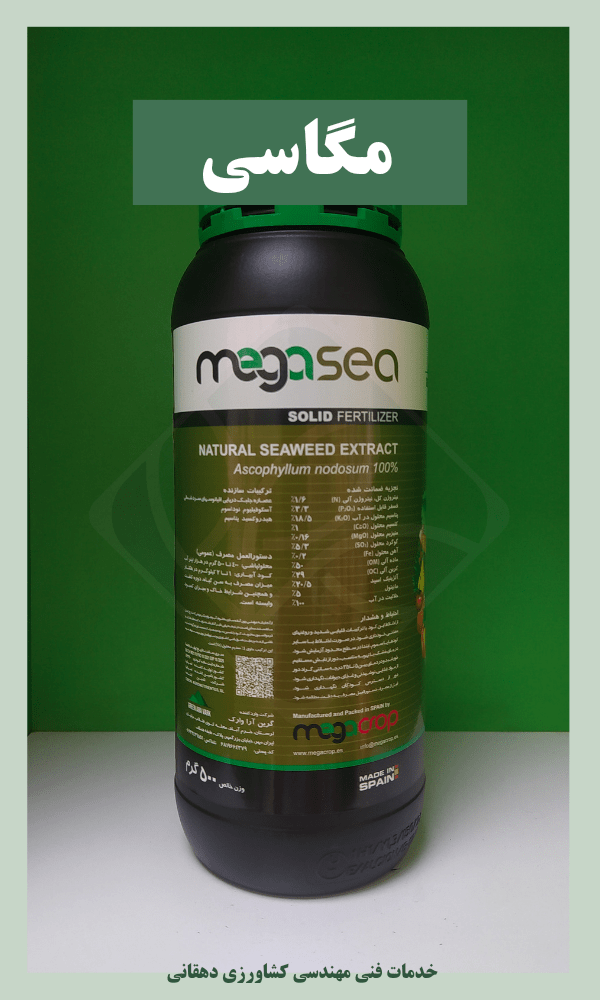 مگاسی(megasea)