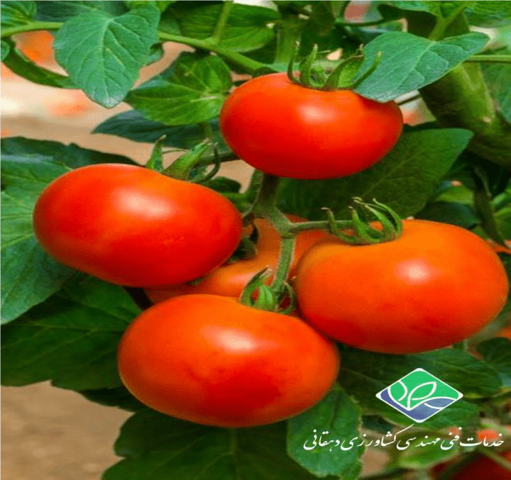 گوجه فرنگی و بیماری های آن(قسمت دوم)