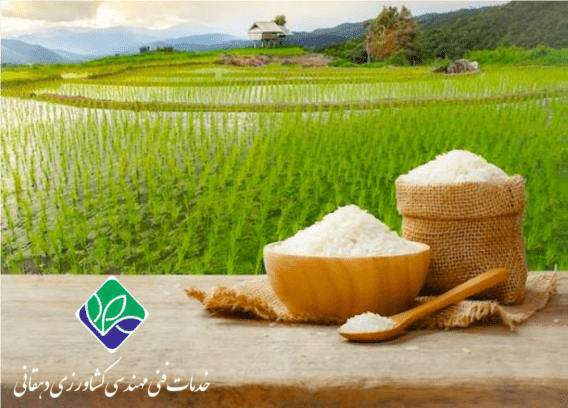 بیماری های ویروسی و باکتریایی برنج