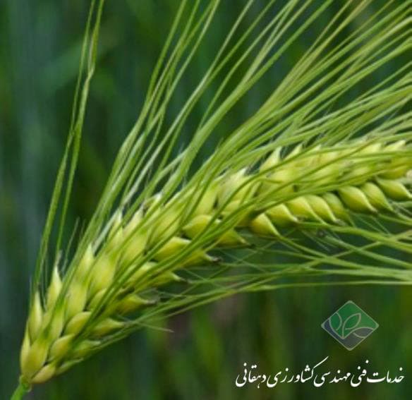 گندم و بیماری های آن قسمت دوم