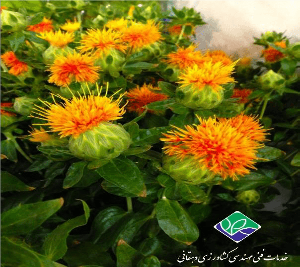 گلرنگ و بیماری های آن