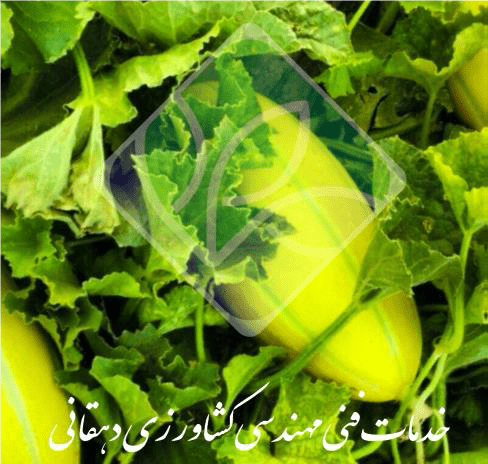 خربزه و بیماری های آن